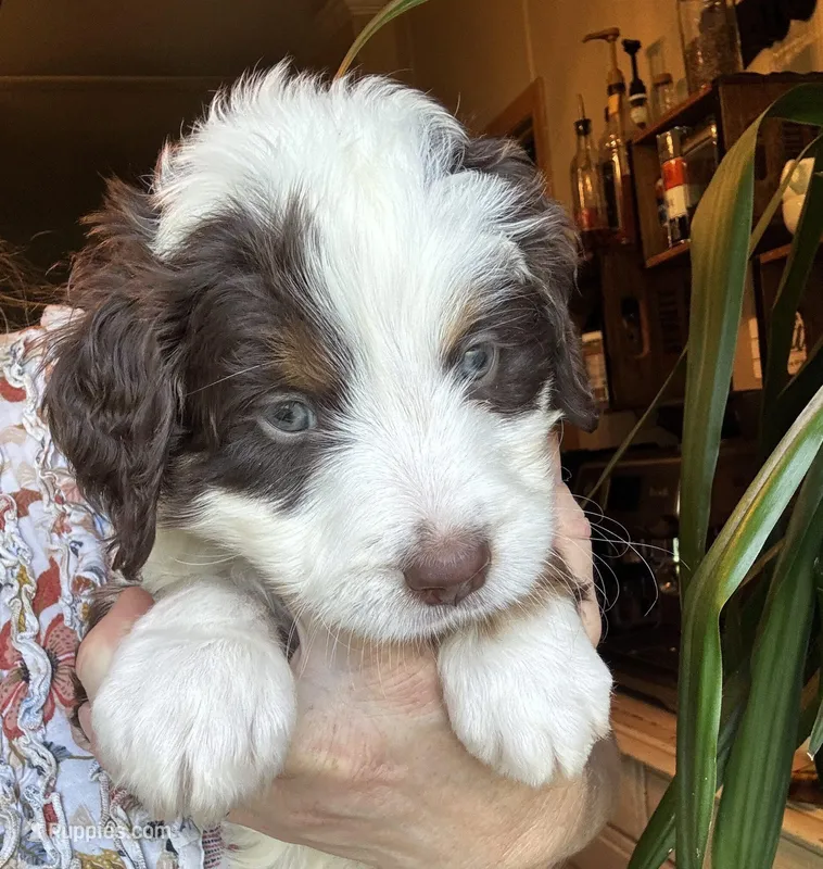 Bear, a male Bernedoodle for sale in Grandview, TX – Photo 1 of 6