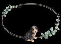 Bear, a male Bernedoodle for sale in Grandview, TX – Photo 6 of 6