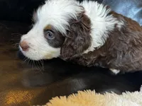 Bear, a male Bernedoodle for sale in Grandview, TX – Photo 5 of 6
