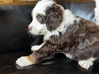 Bear, a male Bernedoodle for sale in Grandview, TX – Photo 4 of 6