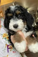 F1B Purple Girl (Cleo), a female Miniature Bernedoodle for sale in Grandview, TX – Photo 2 of 5