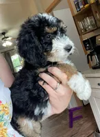 F1B Purple Girl (Cleo), a female Miniature Bernedoodle for sale in Grandview, TX – Photo 1 of 5