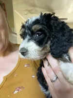 F1B Purple Girl (Cleo), a female Miniature Bernedoodle for sale in Grandview, TX – Photo 4 of 5