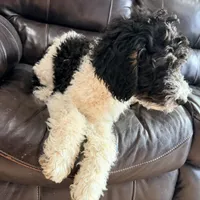 Rudolf, a male Poodle - Miniature  for sale in Grandview, TX – Photo 5 of 6