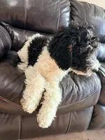 Rudolf, a male Poodle - Miniature  for sale in Grandview, TX – Photo 5 of 6