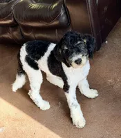 Rudolf, a male Poodle - Miniature  for sale in Grandview, TX – Photo 2 of 6