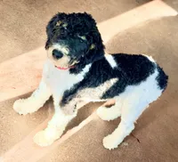 Rudolf, a male Poodle - Miniature  for sale in Grandview, TX – Photo 3 of 6