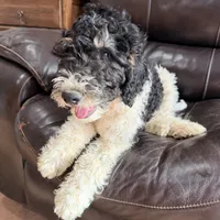 Rudolf, a male Poodle - Miniature  for sale in Grandview, TX – Photo 4 of 6