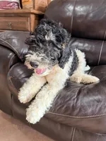 Rudolf, a male Poodle - Miniature  for sale in Grandview, TX – Photo 4 of 6