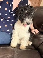 Rudolf, a male Poodle - Miniature  for sale in Grandview, TX – Photo 3 of 6