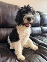 Rudolf, a male Poodle - Miniature  for sale in Grandview, TX – Photo 2 of 6