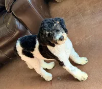 Rudolf, a male Poodle - Miniature  for sale in Grandview, TX – Photo 1 of 6