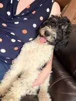 Rudolf, a male Poodle - Miniature  for sale in Grandview, TX – Photo 1 of 6