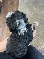 F2 Light blue Boy (Dean), a male Miniature Bernedoodle for sale in Grandview, TX – Photo 7 of 8