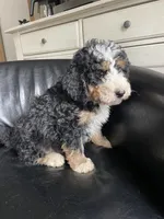 F2 Light blue Boy (Dean), a male Miniature Bernedoodle for sale in Grandview, TX – Photo 2 of 8
