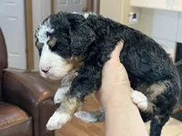 F2 Light blue Boy (Dean), a male Miniature Bernedoodle for sale in Grandview, TX – Photo 6 of 8