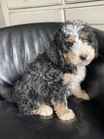 F2 Light blue Boy (Dean), a male Miniature Bernedoodle for sale in Grandview, TX – Photo 1 of 8