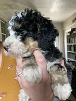 F2 Light blue Boy (Dean), a male Miniature Bernedoodle for sale in Grandview, TX – Photo 4 of 8
