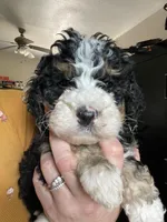 F2 Light blue Boy (Dean), a male Miniature Bernedoodle for sale in Grandview, TX – Photo 5 of 8