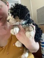 F2 Light blue Boy (Dean), a male Miniature Bernedoodle for sale in Grandview, TX – Photo 8 of 8