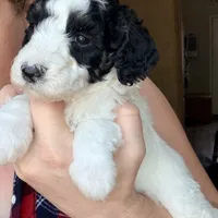 Pixie, a female Poodle - Miniature  for sale in Grandview, TX – Photo 1 of 7