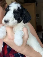 Pixie, a female Poodle - Miniature  for sale in Grandview, TX – Photo 1 of 7