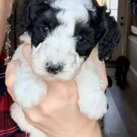 Pixie, a female Poodle - Miniature  for sale in Grandview, TX – Photo 3 of 7