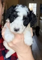 Pixie, a female Poodle - Miniature  for sale in Grandview, TX – Photo 3 of 7