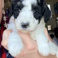 Pixie, a female Poodle - Miniature  for sale in Grandview, TX – Photo 4 of 7