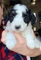 Pixie, a female Poodle - Miniature  for sale in Grandview, TX – Photo 4 of 7