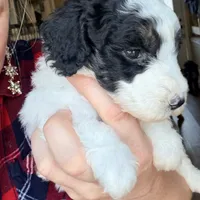 Pixie, a female Poodle - Miniature  for sale in Grandview, TX – Photo 5 of 7