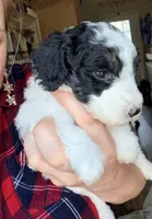 Pixie, a female Poodle - Miniature  for sale in Grandview, TX – Photo 5 of 7