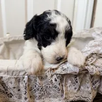 Pixie, a female Poodle - Miniature  for sale in Grandview, TX – Photo 2 of 7