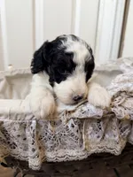 Pixie, a female Poodle - Miniature  for sale in Grandview, TX – Photo 2 of 7