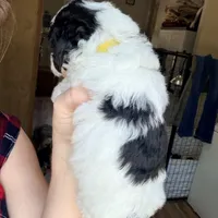 Pixie, a female Poodle - Miniature  for sale in Grandview, TX – Photo 6 of 7