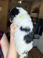 Pixie, a female Poodle - Miniature  for sale in Grandview, TX – Photo 6 of 7