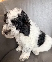 Freckles, a female Miniature Bernedoodle for sale in Grandview, TX – Photo 5 of 5
