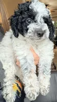 Freckles, a female Miniature Bernedoodle for sale in Grandview, TX – Photo 2 of 5