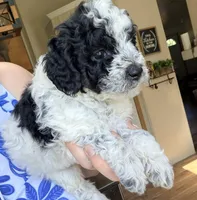 Freckles, a female Miniature Bernedoodle for sale in Grandview, TX – Photo 4 of 5