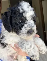 Freckles, a female Miniature Bernedoodle for sale in Grandview, TX – Photo 3 of 5