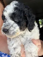 Freckles, a female Miniature Bernedoodle for sale in Grandview, TX – Photo 1 of 5
