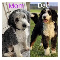 Light Blue (Boy), a male Miniature Bernedoodle for sale in Grandview, TX – Photo 3 of 3