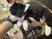Light Blue (Boy), a male Miniature Bernedoodle for sale in Grandview, TX – Photo 2 of 3