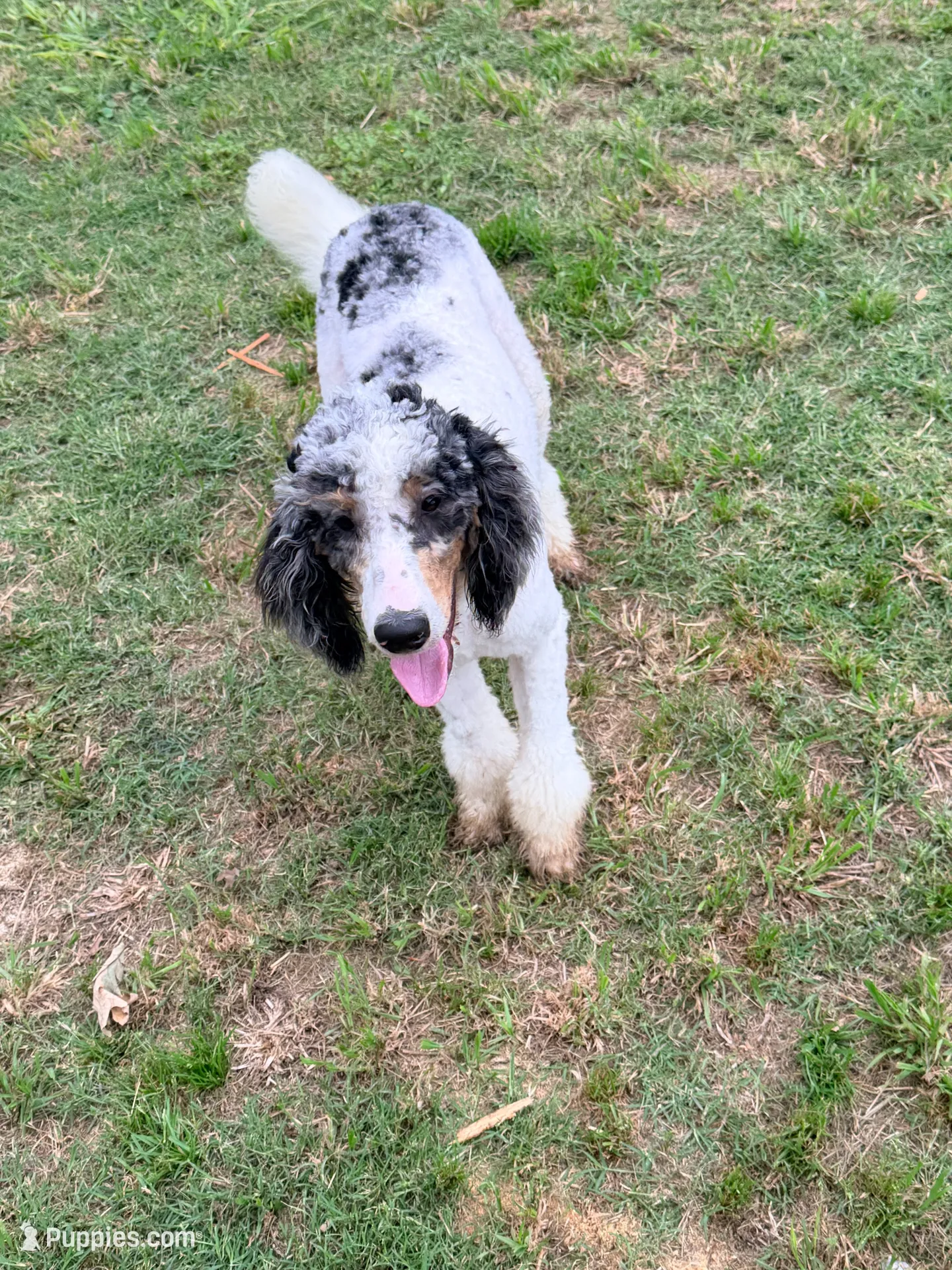 Clarence, a male Poodle - Miniature  for sale in Grandview, TX – 2 of 10
