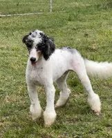 Clarence, a male Poodle - Miniature  for sale in Grandview, TX – 4 of 10