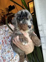 Hank, a male Bernedoodle for sale in Grandview, TX – Photo 7 of 9