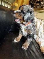 Hank, a male Bernedoodle for sale in Grandview, TX – Photo 9 of 9