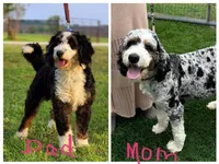 Hank, a male Bernedoodle for sale in Grandview, TX – Photo 6 of 9