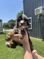 Hank, a male Bernedoodle for sale in Grandview, TX – Photo 5 of 9