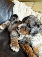 Hank, a male Bernedoodle for sale in Grandview, TX – Photo 1 of 9